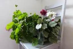 Kwietnik z krzesła: Prosty poradnik DIY krok po kroku