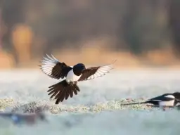 Czy sroka zimuje w Polsce? Odkryj jej zaskakujące zwyczaje zimowe