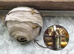 Jak skutecznie pozbyć się os z elewacji - 5 bezpiecznych metod