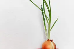 Jak sadzić cebulę dymkę w doniczce, by uniknąć najczęstszych błędów