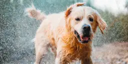 Czy Golden Retriever śmierdzi? Prawda o zapachu i jak mu zapobiec