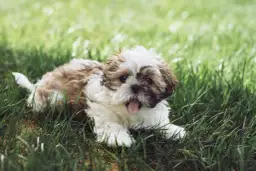 Uroczy szczeniak Shih Tzu leży na trawie. Pamiętaj, co ile odrobacza się psa, aby był zdrowy i szczęśliwy.