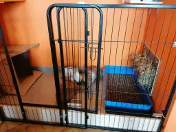 Jak przygotować klatkę dla królika: wybieg z kuwetą, siankiem i kartonowym domkiem. Królik czeka na swoje nowe lokum.