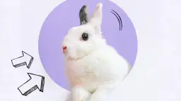 Dlaczego królik chrumka? Odkryj emocje i zachowania swojego pupila