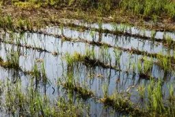 Czy w Polsce uprawia się ryż? Fakty, które mogą Cię zaskoczyć