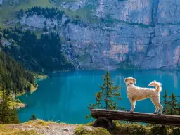 Pies w góry: Gdzie możesz iść, a gdzie obowiązuje zakaz?