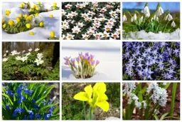 Kolorowe kwiaty zwiastujące wiosnę: żółte przebiśniegi, białe tulipany, fioletowe krokusy, niebieskie szafirki i inne.