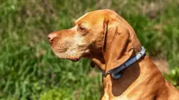 Czy obroże antykleszczowe są skuteczne? Odkryj prawdę o ich działaniu