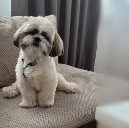 Shih tzu: czy ten pies będzie odpowiedni dla Twojej rodziny? Kompendium