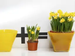 Kiedy sadzić żonkile w doniczce, aby uniknąć błędów w uprawie?