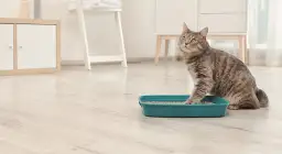 Ciemny mocz u kota: Przyczyny, objawy i skuteczne metody leczenia