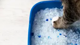 Czy można wyrzucać żwirek dla kota do toalety - poznaj prawdę i fakty