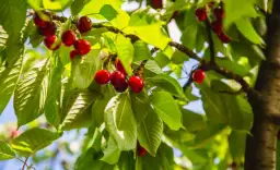Jak przycinać czereśnie, aby uniknąć błędów i cieszyć się obfitym plonem