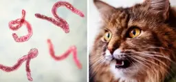 Würmer bei Katzen: Symptome erkennen und rechtzeitig handeln