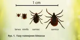 Jakiej wielkości jest kleszcz? Poznaj zaskakujące rozmiary tych pajęczaków