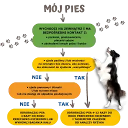 Jak często odrobaczać psa? Kluczowe zasady, by uniknąć problemów zdrowotnych
