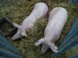 Złotnicka biała: wyjątkowa polska rasa świń dla smakoszy