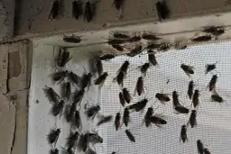 Dlaczego muchy obsiadają elewację domu? Poznaj prawdę i skuteczne rozwiązania