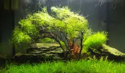 Jak sadzić mech w akwarium - skuteczne sposoby mocowania bez porażek