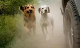 Jak oduczyć psa biegania za samochodem i zapewnić mu bezpieczeństwo