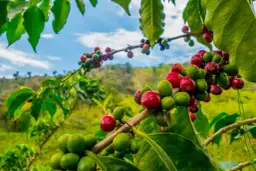 Kawa gdzie się uprawia - odkryj sekrety regionów i ich smaków