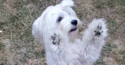 Jak tresować maltańczyka? Kompletny przewodnik krok po kroku