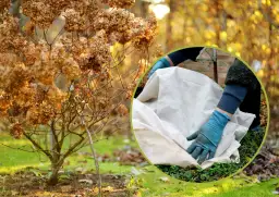 Jak skutecznie zabezpieczyć hortensję ogrodową na zimę, aby przetrwała?