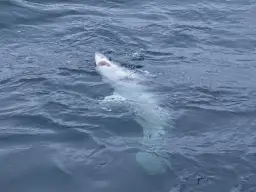 Rekiny w Bałtyku: Czy masz się czego bać? Rozwiewamy wątpliwości