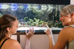 Jak karmić rybki, aby uniknąć błędów i zapewnić im zdrowie