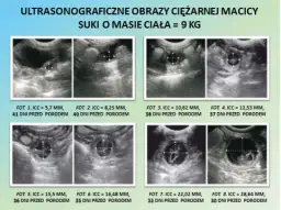 Ultrasonograficzne obrazy ciężarnej macicy suki z pomiarami i datami.