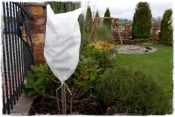 Czy szczawik może zimować w gruncie: praktyczny poradnik zabezpieczenia rośliny