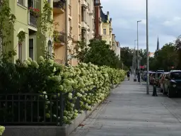 200 Żabek w Szczecinie: Poznaj sekrety zielonej ekspansji