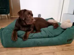 Jak wybrać idealne legowisko dla dużego psa, które przetrwa lata?