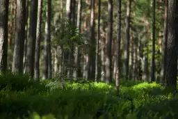 Młode drzewko sosnowe na tle gęstego lasu. Słońce przebija się przez korony drzew, oświetlając runo leśne. Idealne miejsce na wycenę lasu prywatnego.