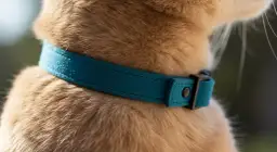 Czy obroża dla kota jest bezpieczna? Odkryj ryzyka i zalety