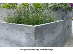 Betonowy warzywnik z kwitnącą lawendą i zielonymi liśćmi.