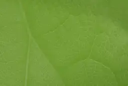 Kiedy powstał zielony ład? Kluczowe daty i znaczenie inicjatywy