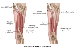 Anatomia mięśni tylnej części uda: mięsień półścięgnisty i półbłoniasty.