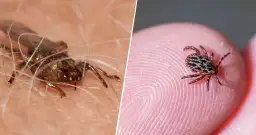 Co jest podobne do kleszcza? Poznaj niebezpieczne owady i ich różnice