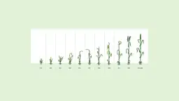 Fazy rozwojowe kukurydzy: klucz do skutecznej agrotechniki