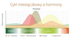 Kiedy występuje owulacja w cyklu 32 dni? Sprawdź, jak obliczyć