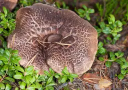 Krowia morda - czy ten osobliwie nazwany grzyb jest jadalny?