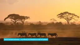 Kenia czy jest bezpiecznie? Odkryj zagrożenia i jak się chronić