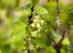 Kwitnienie porzeczki: Jak rozpoznać, kiedy kwitnie i co wpływa na plony?