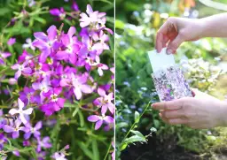 Maciejka: Jak przedłużyć kwitnienie i cieszyć się zapachem całe lato?