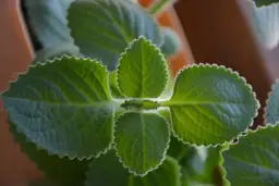 Liście oregano kubańskiego, ząbkowane na brzegach, idealne do naparów i potraw.