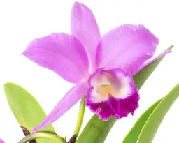 Jak długo kwitnie storczyk? Sekret bujnych kwiatów przez rok