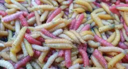 Jak wyhodować białe robaki na ryby i uniknąć kosztów zakupu przynęty