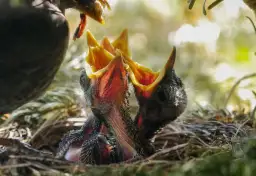 Kos czym się żywi – odkryj zaskakujące nawyki żywieniowe tego ptaka