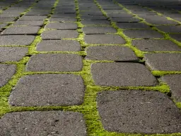 Skuteczne sposoby na usunięcie mchu z kostki brukowej bez chemii